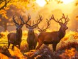 A trio of impressive red deer stags standing in an autumn forest bathed in golden sunrise light.