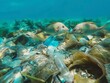Fish swim amongst plastic waste, highlighting ocean pollution.