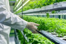 A Person In A Lab Coat Tends To Leafy Greens In A Hydroponic Vertical Farm