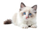 Ragdoll cat small kitten portrait isolated on transparent background
