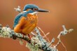 Elegant Kingfisher Resting on Mossy Branch - Essence of Wild Beauty Generative AI