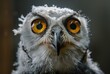 Piercing Gaze of the Night: Owl's Symmetrical Splendor - Generative AI