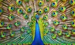 Enthralling Peacock Majesty with Opulent Feather Display - Generative AI