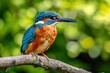 Inquisitive Kingfisher on Branch with Lush Green Bokeh - Generative AI