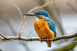 Vivid Kingfisher Rests on a Branch in Natural Habitat - Generative AI