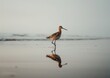 Solitary Godwit Strolling Along the Shimmering Shoreline - A Generative AI Creation