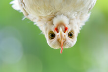 Chicken Bird With Her Head Hanging Upside Down