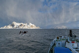 Fototapeta Na sufit - Spingende Orkas vor Expeditionsschiff im Nordpolarmeer