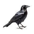 © roy9 - A raven isolated on transparent background
