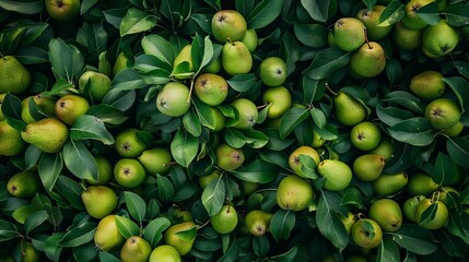 Poster - green apples on tree