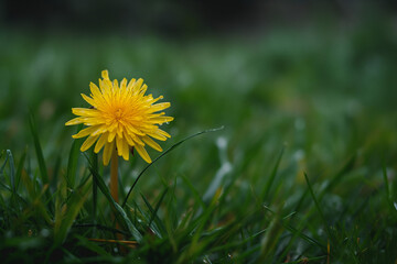 dandelions in the rain covered in dew drops