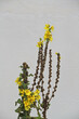 a mullein with several shoots in front of a wall