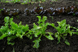 Fototapeta Tulipany - sprouts of green and red lettuce in open ground
