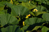 Fototapeta Tulipany - pumpkin with flowers growing on the ground organic food