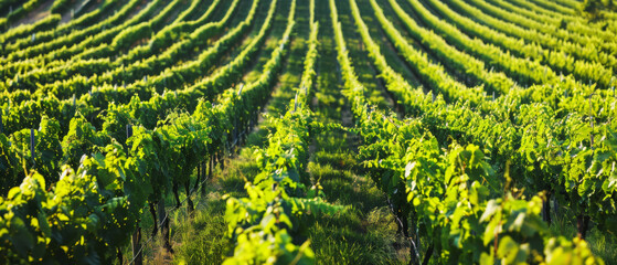 Wall Mural - Sunlight gracing the lush green vines of a vast, vibrant vineyard.