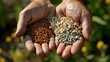 A farmer's hand holds a handful of colored seeds, demonstrating the bounty of nature and the essence of a healthy life