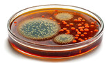 Fototapeta Most - petri dish with bacteria isolated on white background, cutout