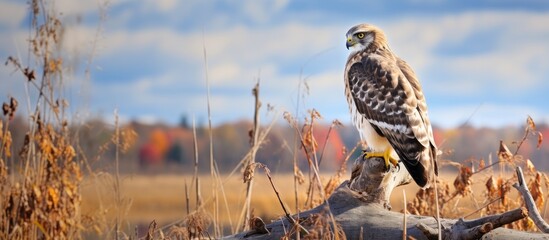 Wall Mural - A Bird of prey from the family Accipitridae, the hawk, perches on a log in a grassland under a cloudy sky. Its sharp beak points towards the natural landscape