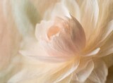 Fototapeta Kwiaty - White flower texture closeup photography background