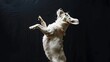 Dancing Dog Strikes Dynamic Poses