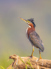 Sticker - Green heron on log in the sun