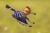 Fototapeta Sawanna - Two Eurasian hoopoe perched on branch with crest