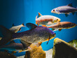 Fish in the aquarium quality photo