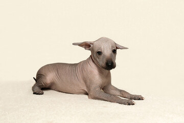 Wall Mural - The Xoloitzcuintli puppy lies on a light background. A charming puppy of a Mexican naked dog.