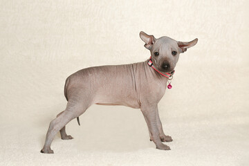 Wall Mural - The Xoloitzcuintli puppy stands sideways on a light background. A cute puppy of a Mexican naked dog. A small pet.