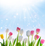Fototapeta Kosmos - bouquet. Spring landscape. Beautiful tulip flowers on colorful background
