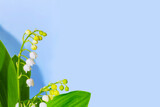 Fototapeta Kosmos - Spring landscape. flowers lily of the valley
