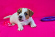 small Jack Russell terrier puppy lies near a bright pink background