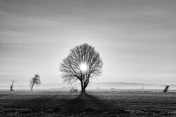 Canvas Print - The plain of Bière in the French Gâtinais regional Nature park