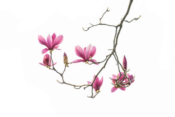 pink magnolia flower spring branch isolated on white background