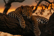 leopard is lying on tree in the evening