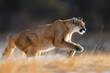 puma concolor jumping in forest