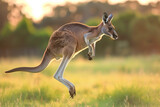 Fototapeta Zwierzęta - wild kangaroo jumping at the field