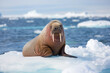 Giant walrus on ice plate winter landscape