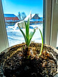 amaryllis buds are blooming in a pot on the windowsill