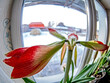 amaryllis buds are blooming in a pot on the windowsill, fisheye