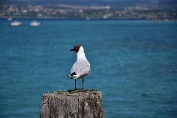 Sticker - Black-headed gull perched on a post