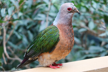 Wall Mural - close up of a Purple-tailed Imperial Pigeon or Ducula rufigaster bird with green orange and grey feathers and red eye standing on the wooden fence with tree as background