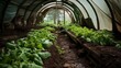 Greenhouses for growing fresh and organic fruits and vegetables, agricultural industry concept