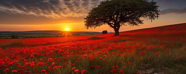 Wall Mural - poppy fields. sunset blooms