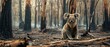 © auc - Aftermath of Resilience, A lone koala sits amidst the charred remains of its habitat following a wildfire, symbolizing the stark reality of natural destruction and the resilience of wildlife in the fa
