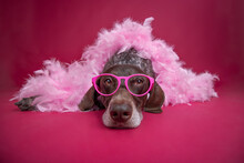 Close-up of a german shorthaired pointer wearing glasses and a pink feather boa lying on the floor