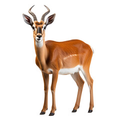 Wall Mural - antelope isolated on transparent background