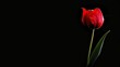 © AI Farm - A single vibrant red tulip on a pure black background