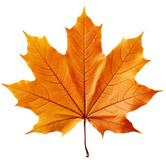 autumn orange maple leaf isolated on transparent background