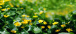 spring nature background with blooming yellow flowers of marigold (caltha palustris) close up on green meadow. spring nature background. Beautiful dreamy image of nature. floral season.